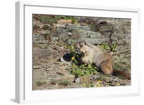 Hoary Marmot (Marmota Caligata) Eating Flowers, Glacier Np, Montana, USA-Mark Taylor-Framed Photographic Print