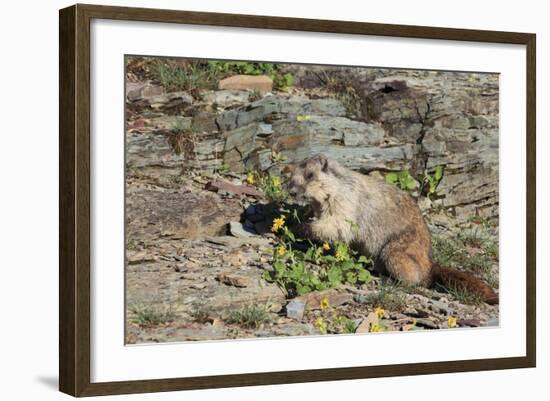 Hoary Marmot (Marmota Caligata) Eating Flowers, Glacier Np, Montana, USA-Mark Taylor-Framed Photographic Print
