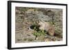 Hoary Marmot (Marmota Caligata) Eating Flowers, Glacier Np, Montana, USA-Mark Taylor-Framed Photographic Print