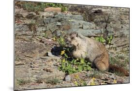 Hoary Marmot (Marmota Caligata) Eating Flowers, Glacier Np, Montana, USA-Mark Taylor-Mounted Photographic Print