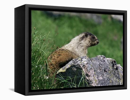 Hoary Marmot (Marmotta Caligata), Banff National Park, Alberta, Canada, North America-James Hager-Framed Stretched Canvas