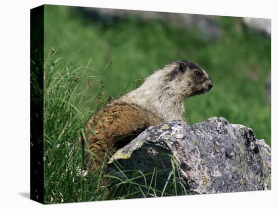 Hoary Marmot (Marmotta Caligata), Banff National Park, Alberta, Canada, North America-James Hager-Stretched Canvas