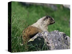 Hoary Marmot (Marmotta Caligata), Banff National Park, Alberta, Canada, North America-James Hager-Stretched Canvas