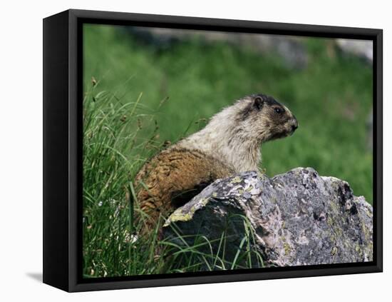Hoary Marmot (Marmotta Caligata), Banff National Park, Alberta, Canada, North America-James Hager-Framed Stretched Canvas