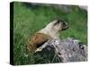 Hoary Marmot (Marmotta Caligata), Banff National Park, Alberta, Canada, North America-James Hager-Stretched Canvas