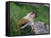 Hoary Marmot (Marmotta Caligata), Banff National Park, Alberta, Canada, North America-James Hager-Framed Stretched Canvas