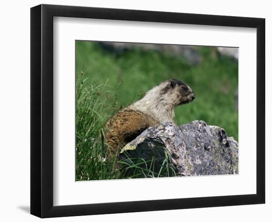Hoary Marmot (Marmotta Caligata), Banff National Park, Alberta, Canada, North America-James Hager-Framed Photographic Print
