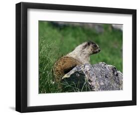 Hoary Marmot (Marmotta Caligata), Banff National Park, Alberta, Canada, North America-James Hager-Framed Photographic Print