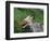 Hoary Marmot (Marmotta Caligata), Banff National Park, Alberta, Canada, North America-James Hager-Framed Photographic Print