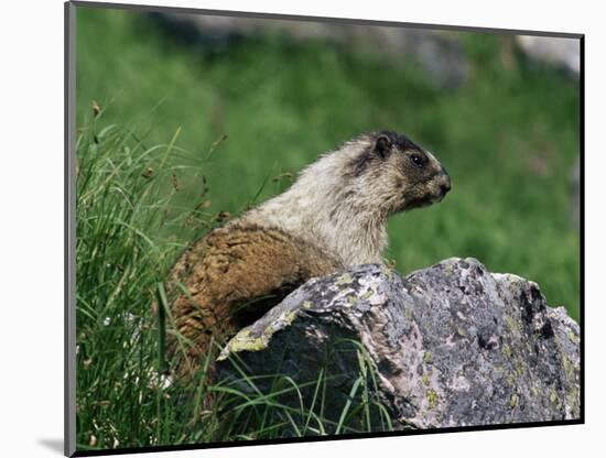 Hoary Marmot (Marmotta Caligata), Banff National Park, Alberta, Canada, North America-James Hager-Mounted Photographic Print
