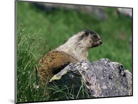 Hoary Marmot (Marmotta Caligata), Banff National Park, Alberta, Canada, North America-James Hager-Mounted Photographic Print