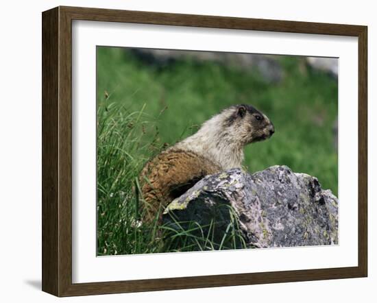 Hoary Marmot (Marmotta Caligata), Banff National Park, Alberta, Canada, North America-James Hager-Framed Photographic Print