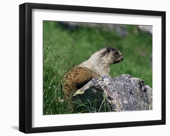 Hoary Marmot (Marmotta Caligata), Banff National Park, Alberta, Canada, North America-James Hager-Framed Photographic Print