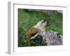 Hoary Marmot (Marmotta Caligata), Banff National Park, Alberta, Canada, North America-James Hager-Framed Photographic Print