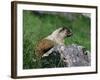 Hoary Marmot (Marmotta Caligata), Banff National Park, Alberta, Canada, North America-James Hager-Framed Photographic Print