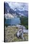 Hoary Marmot with a View, Mt. Assiniboine Park-Howie Garber-Stretched Canvas