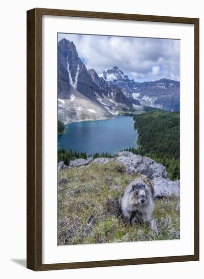 Hoary Marmot with a View, Mt. Assiniboine Park-Howie Garber-Framed Photographic Print
