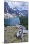 Hoary Marmot with a View, Mt. Assiniboine Park-Howie Garber-Mounted Photographic Print