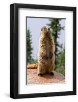 Hoary Marmot-null-Framed Art Print