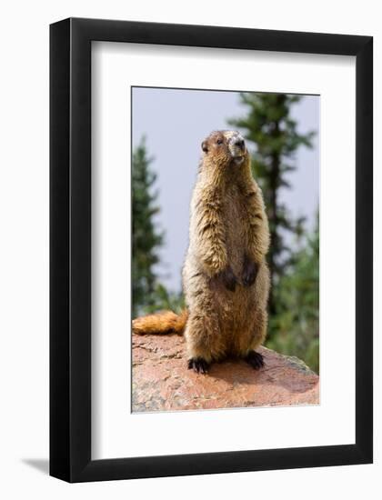 Hoary Marmot-null-Framed Art Print