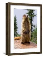 Hoary Marmot-null-Framed Art Print