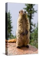 Hoary Marmot-null-Stretched Canvas