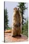 Hoary Marmot-null-Stretched Canvas