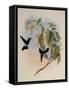 Hoary Puffleg, Eriocnemis Lugens-John Gould-Framed Stretched Canvas