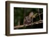 Hoatzin chick perched on branch showing claws on wings. Rio Yavari, Peru (non-ex)-Mark Bowler-Framed Photographic Print