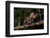 Hoatzin chick perched on branch showing claws on wings. Rio Yavari, Peru (non-ex)-Mark Bowler-Framed Photographic Print