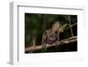 Hoatzin chick perched on branch showing claws on wings. Rio Yavari, Peru (non-ex)-Mark Bowler-Framed Photographic Print