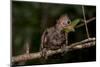 Hoatzin chick perched on branch showing claws on wings. Rio Yavari, Peru (non-ex)-Mark Bowler-Mounted Photographic Print