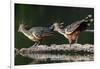 Hoatzin on floating log, Manu Biosphere Reserve, Peru-Nick Garbutt-Framed Photographic Print