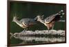 Hoatzin on floating log, Manu Biosphere Reserve, Peru-Nick Garbutt-Framed Photographic Print