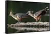 Hoatzin on floating log, Manu Biosphere Reserve, Peru-Nick Garbutt-Framed Stretched Canvas