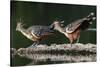 Hoatzin on floating log, Manu Biosphere Reserve, Peru-Nick Garbutt-Stretched Canvas