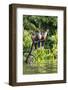 Hoatzins (Opisthocomus Hoazin) Perched In Rainforest, Tambopata Reserve, Peru, South America-Konrad Wothe-Framed Photographic Print