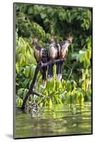 Hoatzins (Opisthocomus Hoazin) Perched In Rainforest, Tambopata Reserve, Peru, South America-Konrad Wothe-Mounted Photographic Print