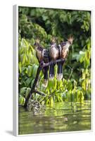 Hoatzins (Opisthocomus Hoazin) Perched In Rainforest, Tambopata Reserve, Peru, South America-Konrad Wothe-Framed Photographic Print