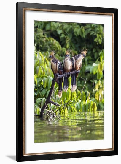 Hoatzins (Opisthocomus Hoazin) Perched In Rainforest, Tambopata Reserve, Peru, South America-Konrad Wothe-Framed Photographic Print