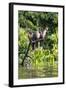 Hoatzins (Opisthocomus Hoazin) Perched In Rainforest, Tambopata Reserve, Peru, South America-Konrad Wothe-Framed Photographic Print