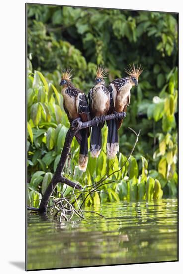 Hoatzins (Opisthocomus Hoazin) Perched In Rainforest, Tambopata Reserve, Peru, South America-Konrad Wothe-Mounted Photographic Print