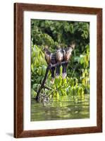 Hoatzins (Opisthocomus Hoazin) Perched In Rainforest, Tambopata Reserve, Peru, South America-Konrad Wothe-Framed Photographic Print