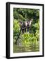 Hoatzins (Opisthocomus Hoazin) Perched In Rainforest, Tambopata Reserve, Peru, South America-Konrad Wothe-Framed Photographic Print