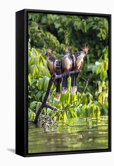 Hoatzins (Opisthocomus Hoazin) Perched In Rainforest, Tambopata Reserve, Peru, South America-Konrad Wothe-Framed Stretched Canvas