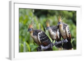 Hoatzins (Opisthocomus Hoazin) Perched In Tropical Rainforest, Tambopata Reserve, Peru-Konrad Wothe-Framed Photographic Print