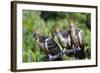 Hoatzins (Opisthocomus Hoazin) Perched In Tropical Rainforest, Tambopata Reserve, Peru-Konrad Wothe-Framed Photographic Print