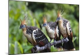 Hoatzins (Opisthocomus Hoazin) Perched In Tropical Rainforest, Tambopata Reserve, Peru-Konrad Wothe-Mounted Photographic Print