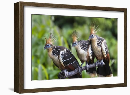 Hoatzins (Opisthocomus Hoazin) Perched In Tropical Rainforest, Tambopata Reserve, Peru-Konrad Wothe-Framed Photographic Print