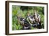 Hoatzins (Opisthocomus Hoazin) Perched In Tropical Rainforest, Tambopata Reserve, Peru-Konrad Wothe-Framed Photographic Print